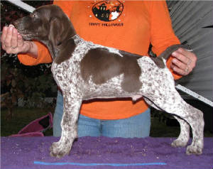 2011Litter8WeeksOldBlueBody2.JPG
