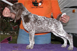 2011Litter8WeeksOldPurpleBody4.JPG
