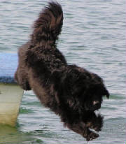 AndieJumpingfromboat.jpg