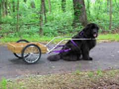 AndyCarting.jpg