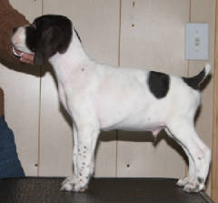 Bluestripestack8wks.JPG