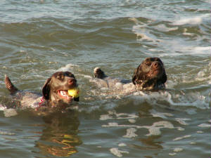 Dani-sisbeachswim.jpg