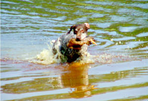 GSPCAWaterTest8-21-05HamptonBird.JPG