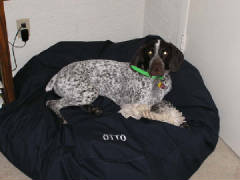 Otto7months.JPG