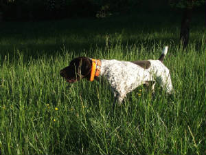 Solo4-27-06Field.jpg