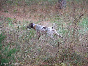 SoloFieldTraining11-13-05003.jpg