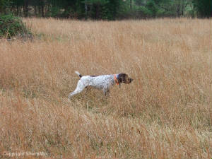 SoloFieldTraining11-13-05009.jpg