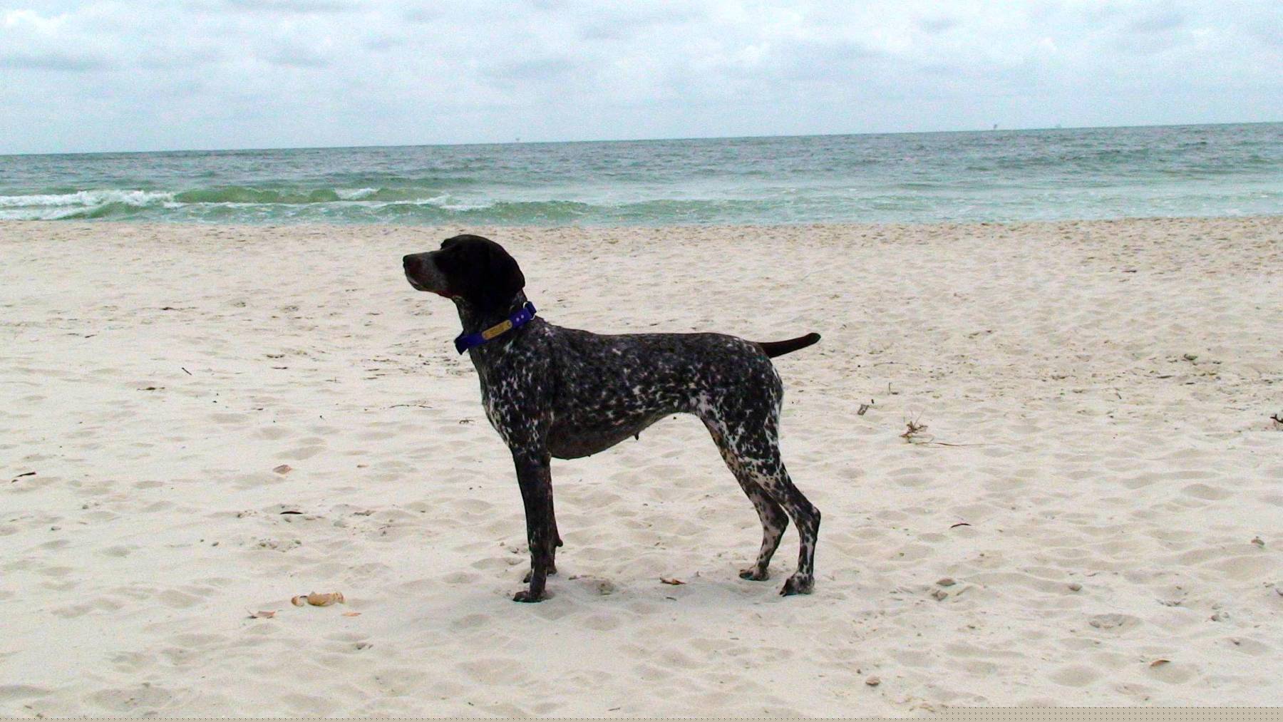 Avabeachstand9-09.jpg